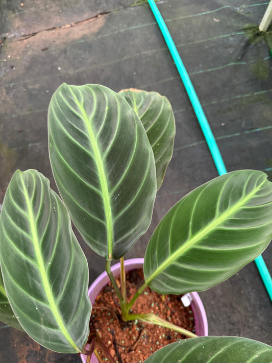Calathea Ecuadoriana