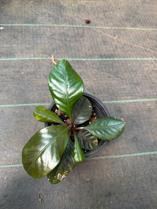 Labisia Ex Sp Indonesia new 9