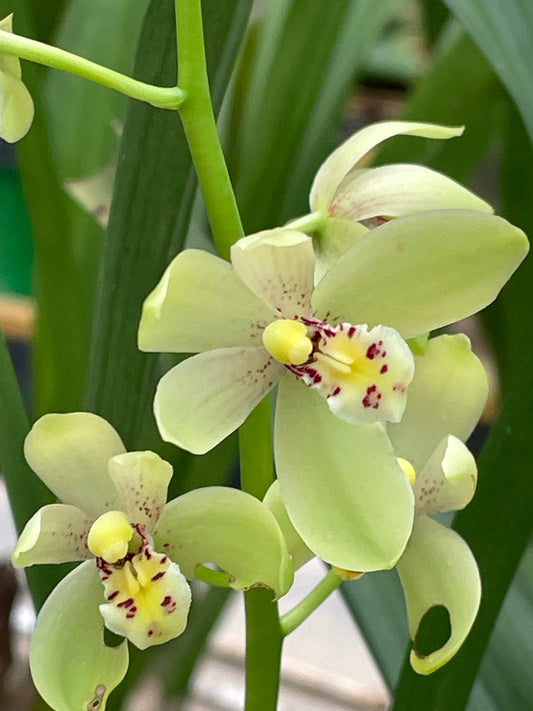 Orchid Cymbidium Ensifolium