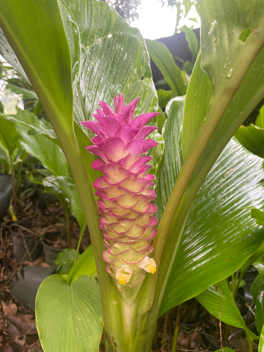 Curcuma Cordata