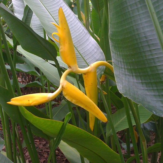 Heliconia.Mariginata Lutea
