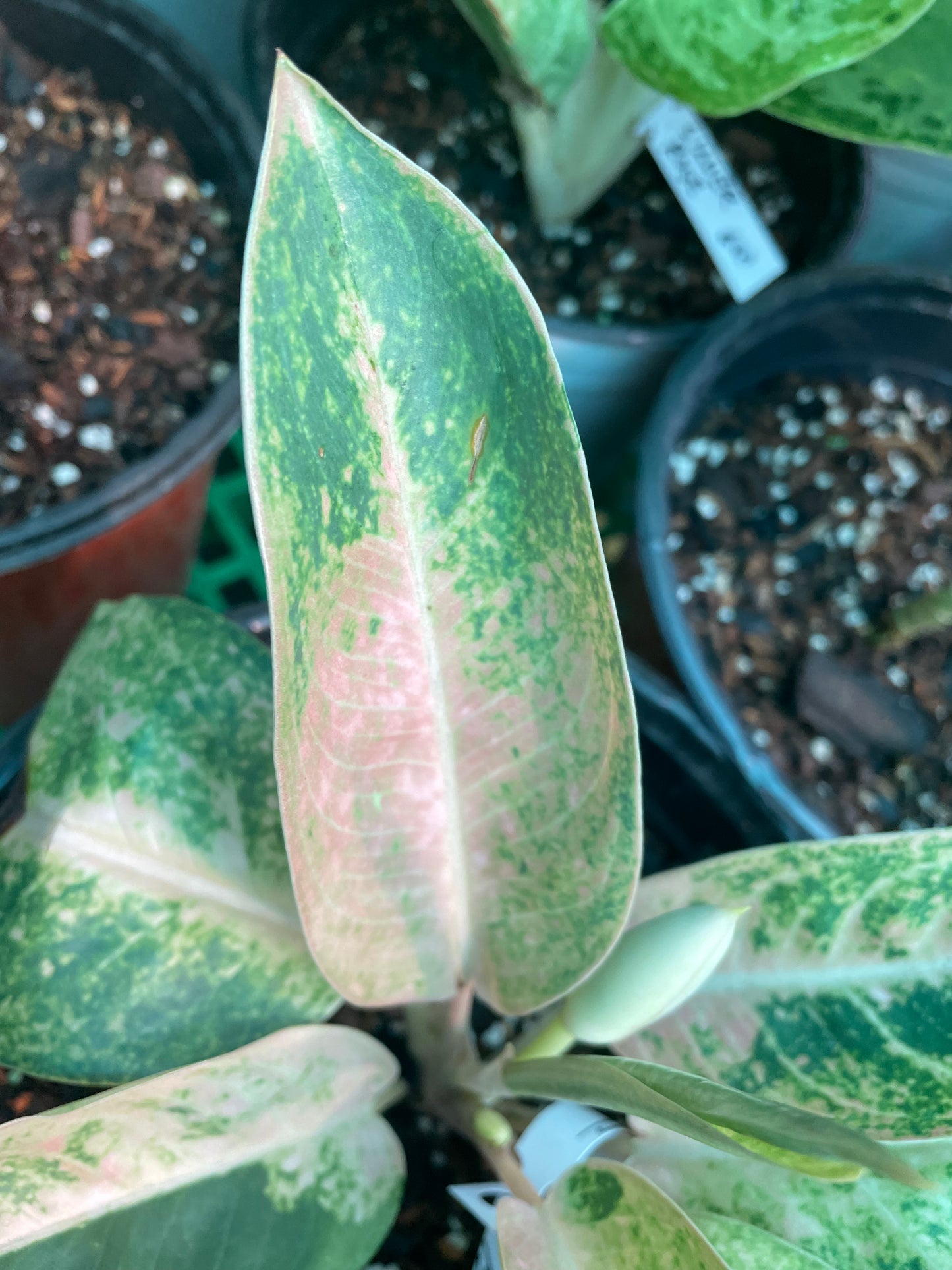 Agalonema Pink Banana