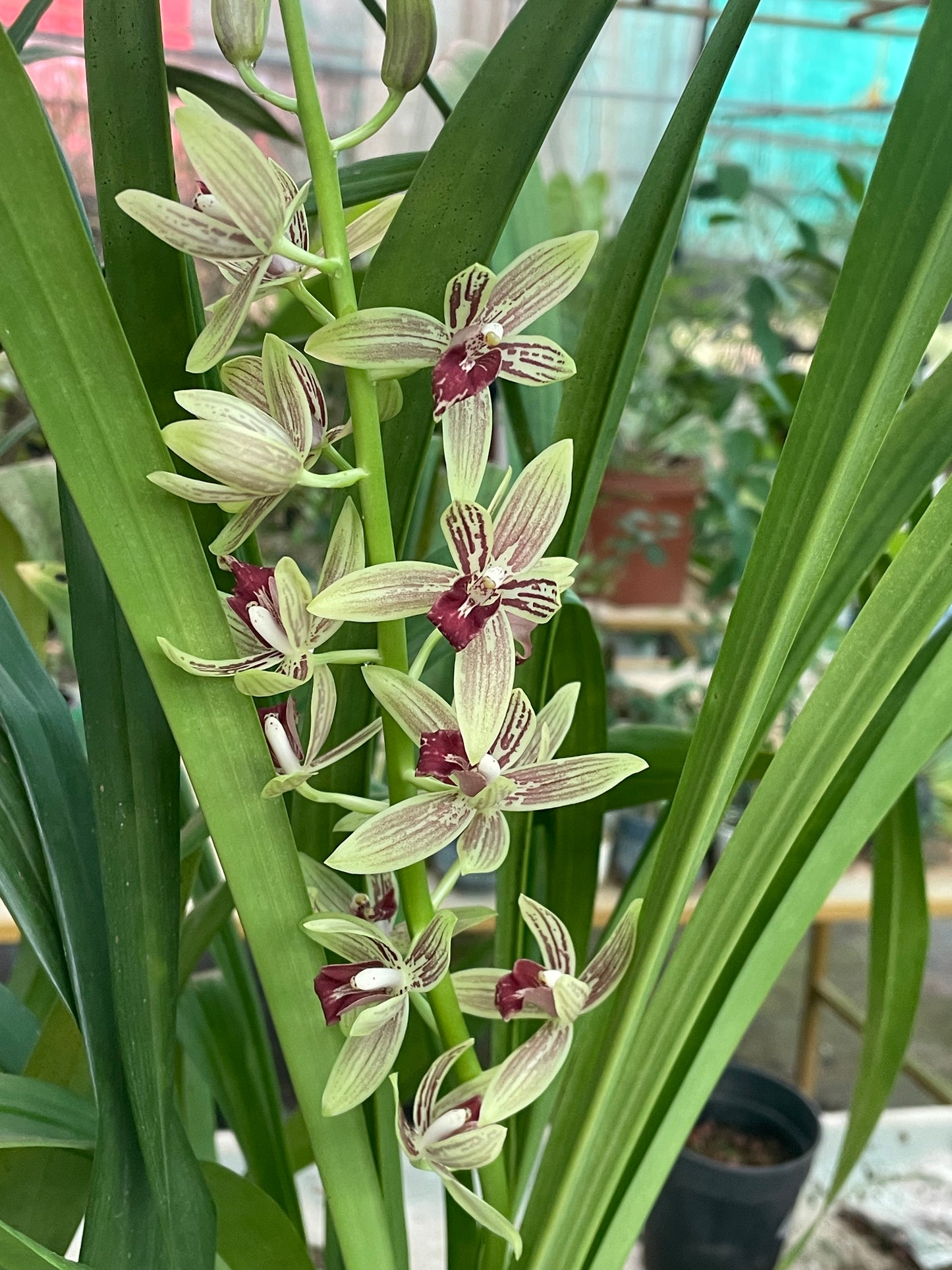 Orchid Gramatocymbidium lovely melody lipstick