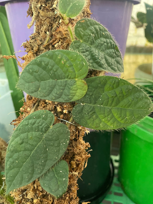 Ficus Villosa Papua