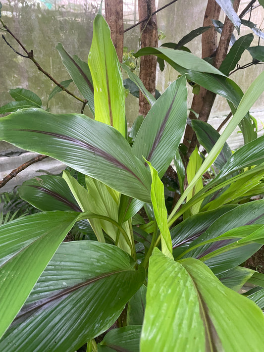 Curcuma Caesia