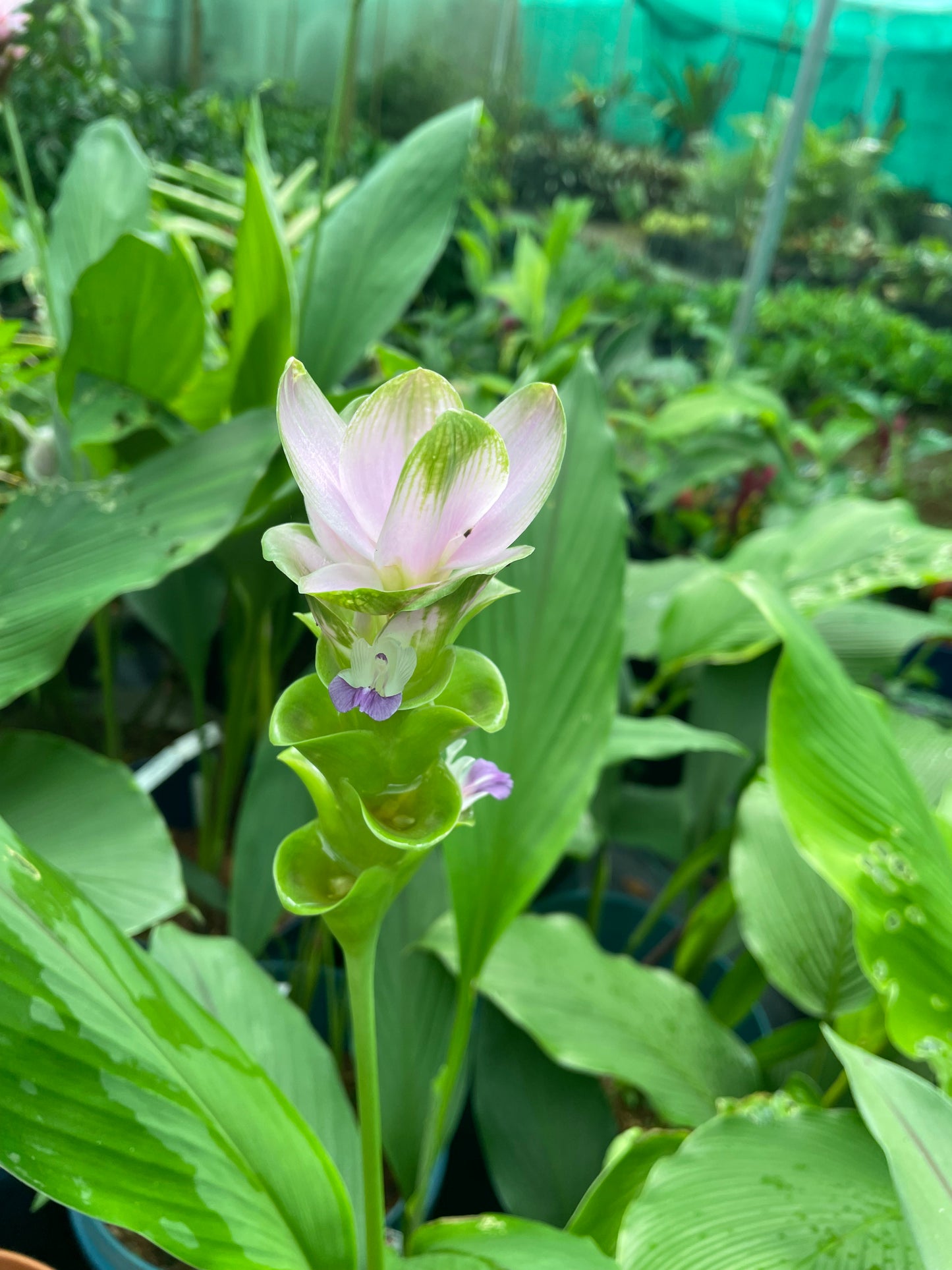 Curcuma Hyb Pink