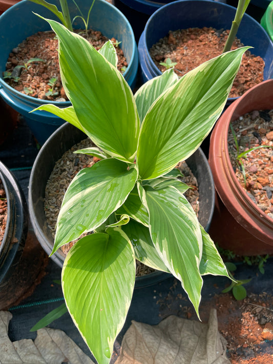 Curcuma Petiolata