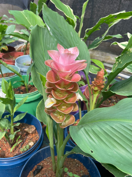 Curcuma Old rose