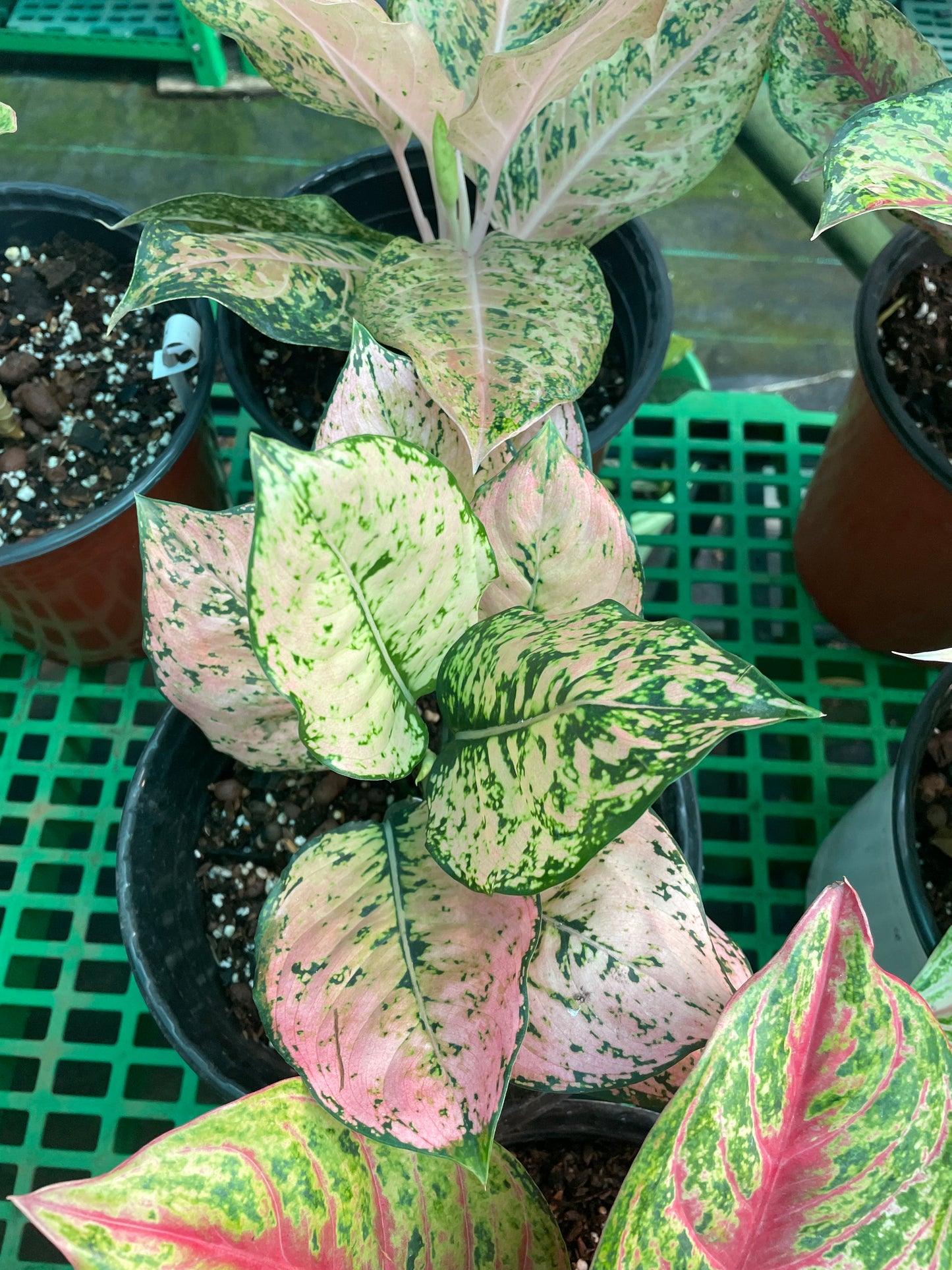 Agalonema Kamkoon pink