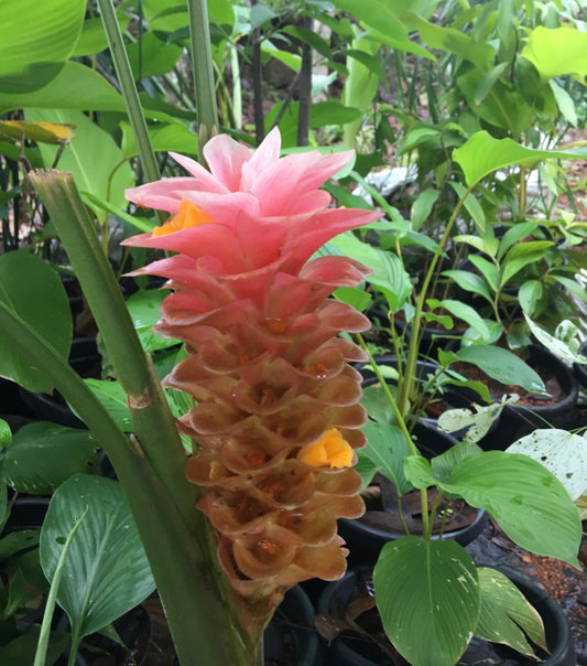 Curcuma ecalcerata Pink