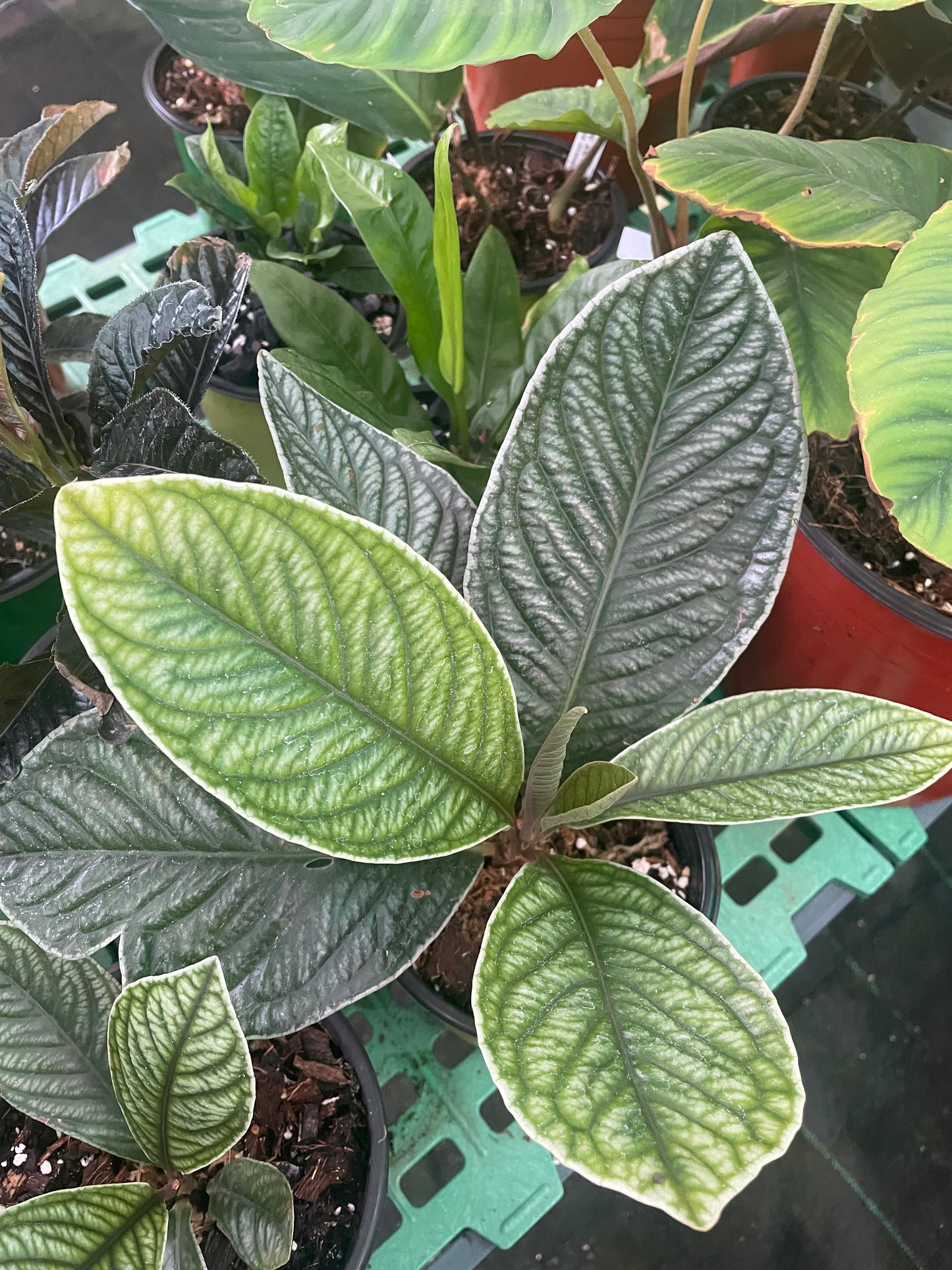 Ardisia sp Platinum