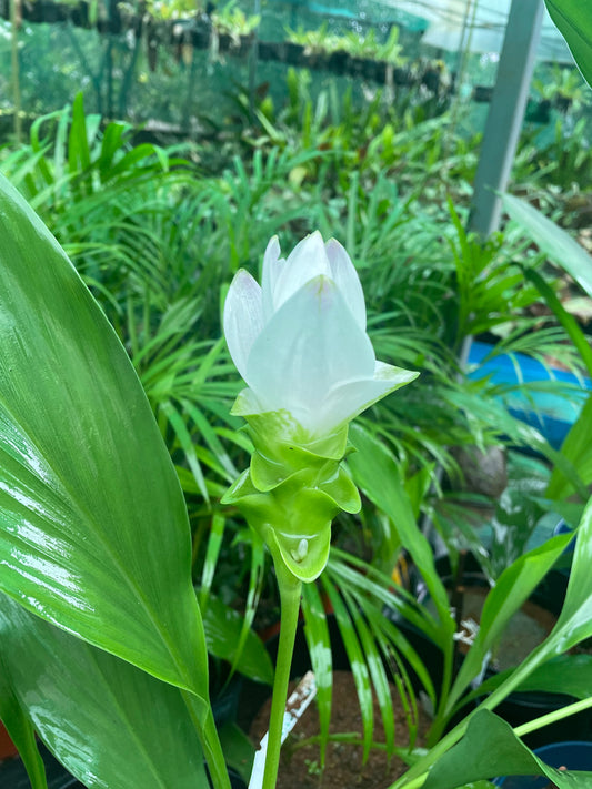 Curcuma Mont Blanc white