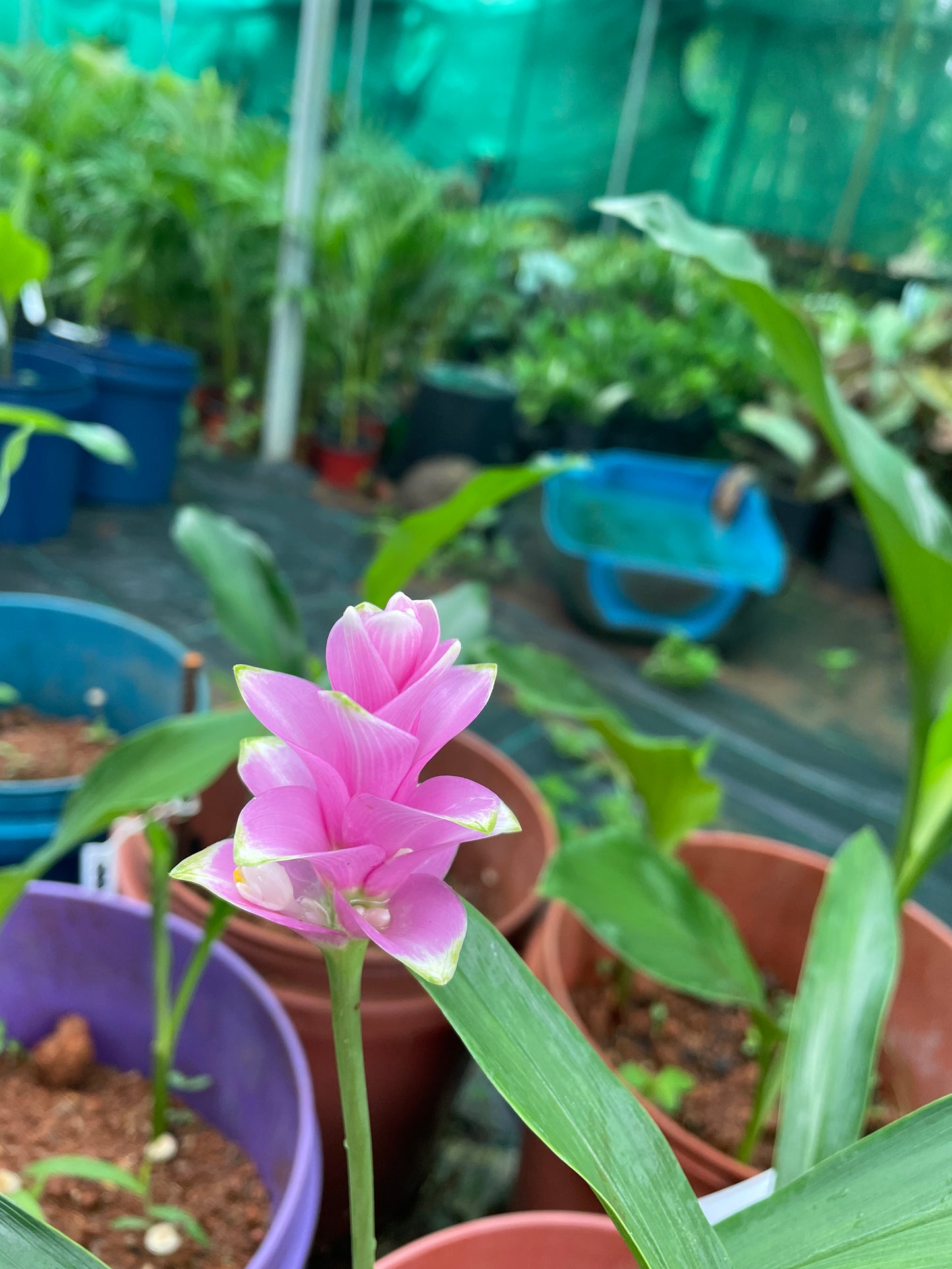 Curcuma patumart #20