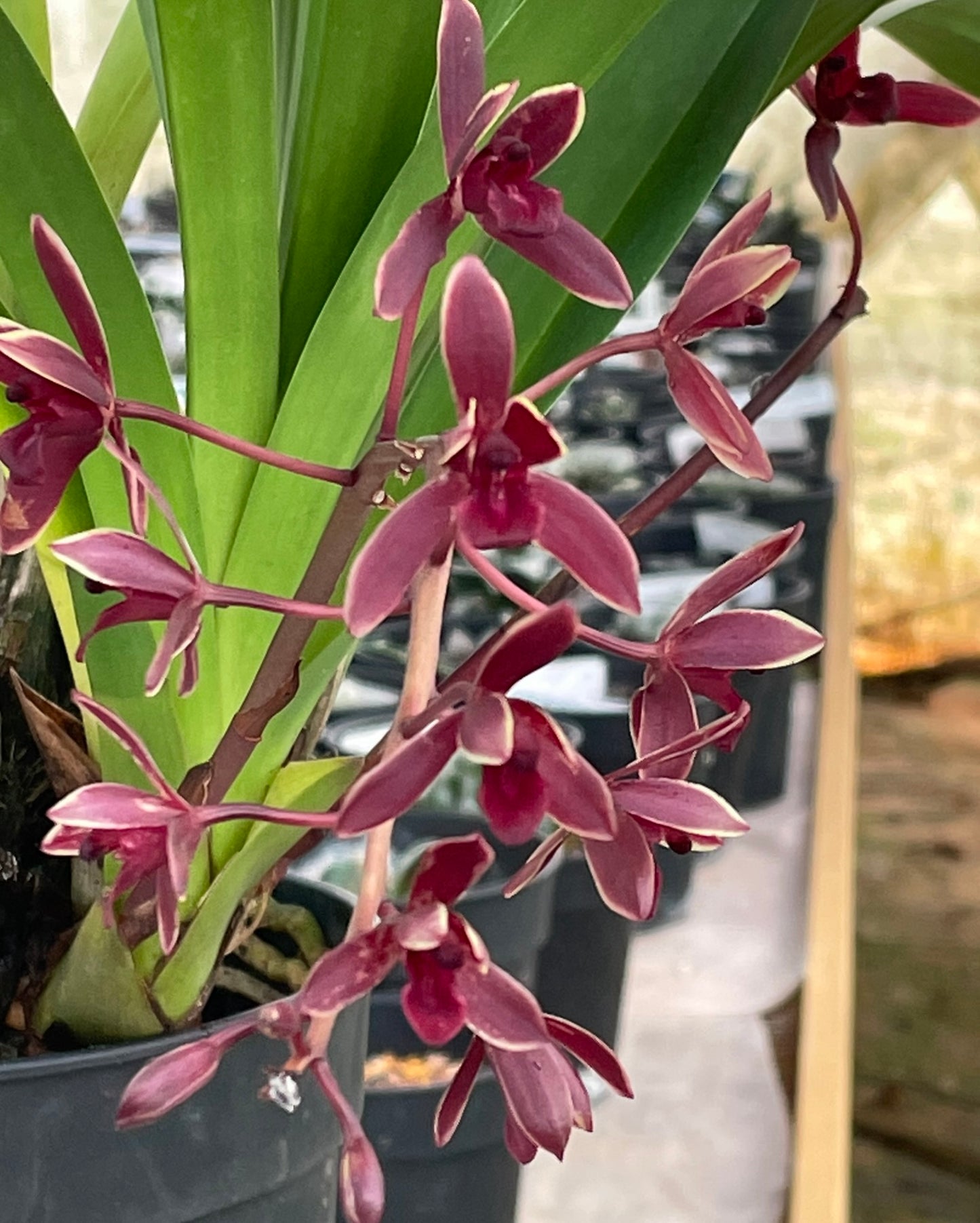 Orchid Cymbidium Udaigiri