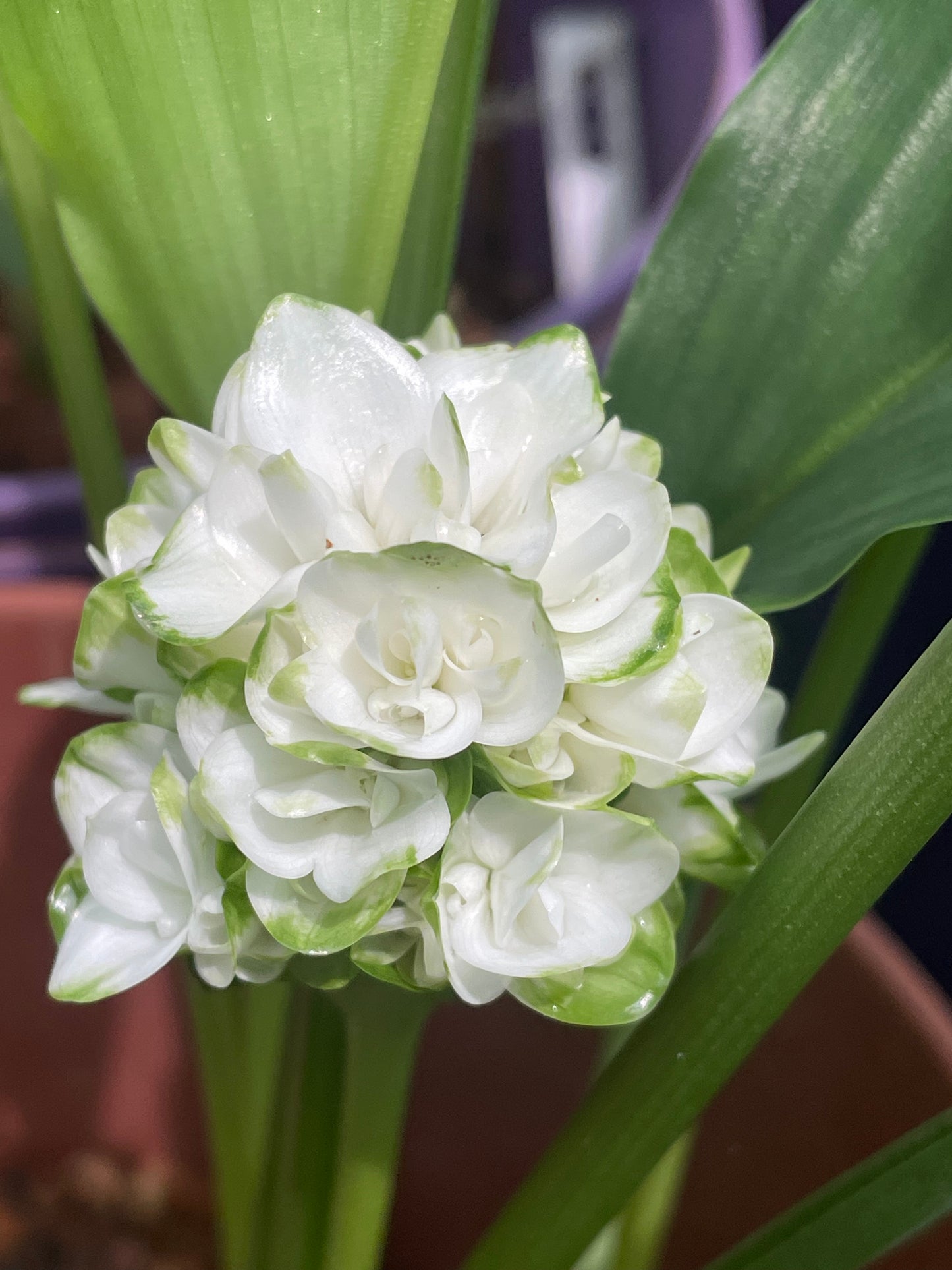 Curcuma Snow ball