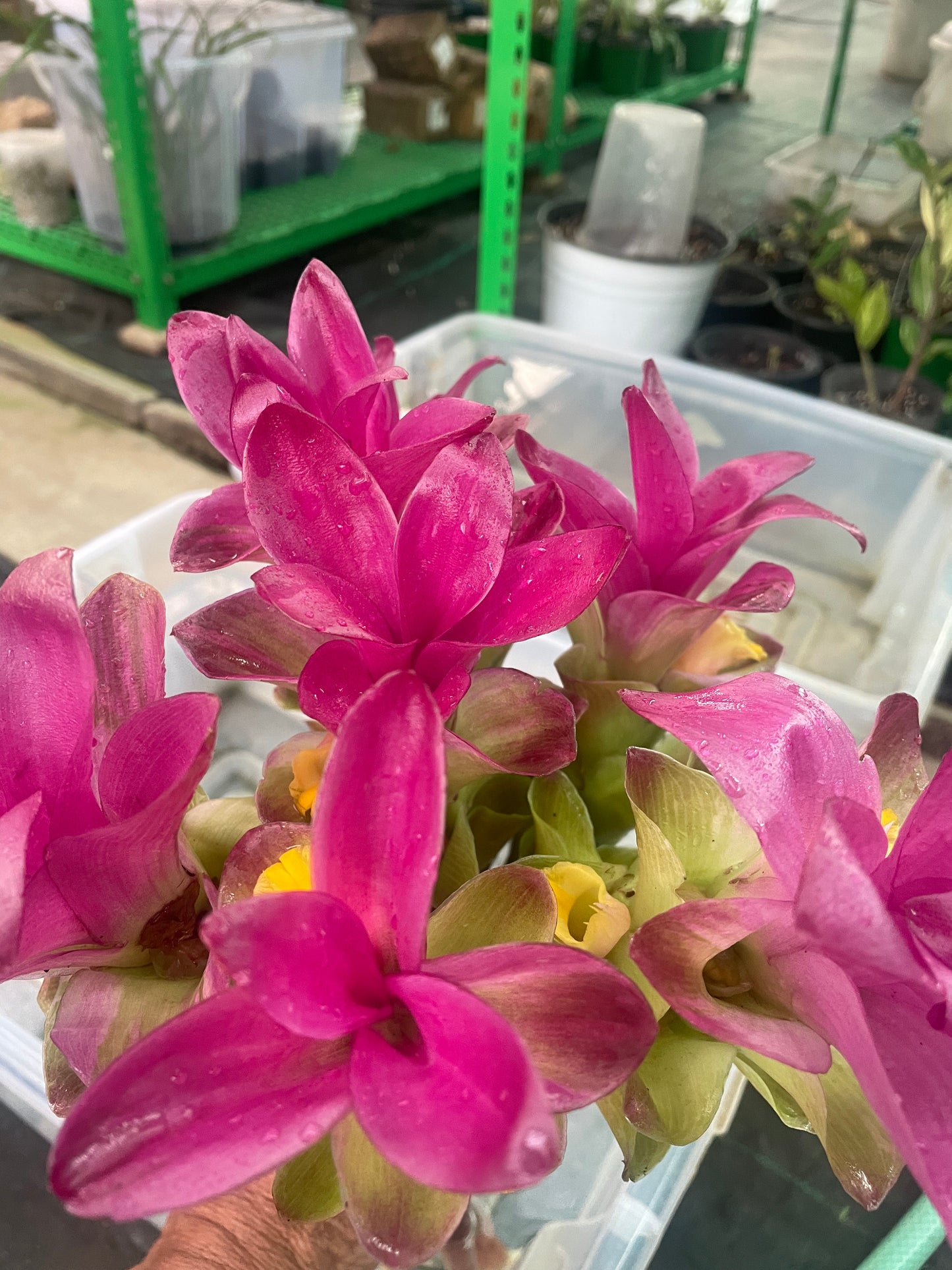 Curcuma zedoria