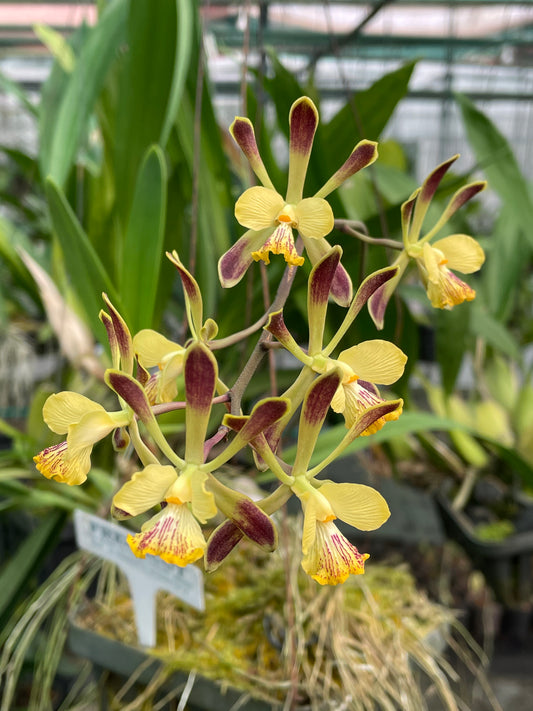 Orchid Encyclia alata