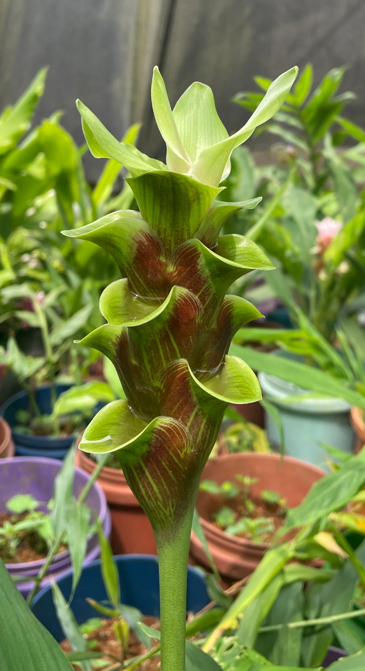 Curcuma  Choclate Gracillima