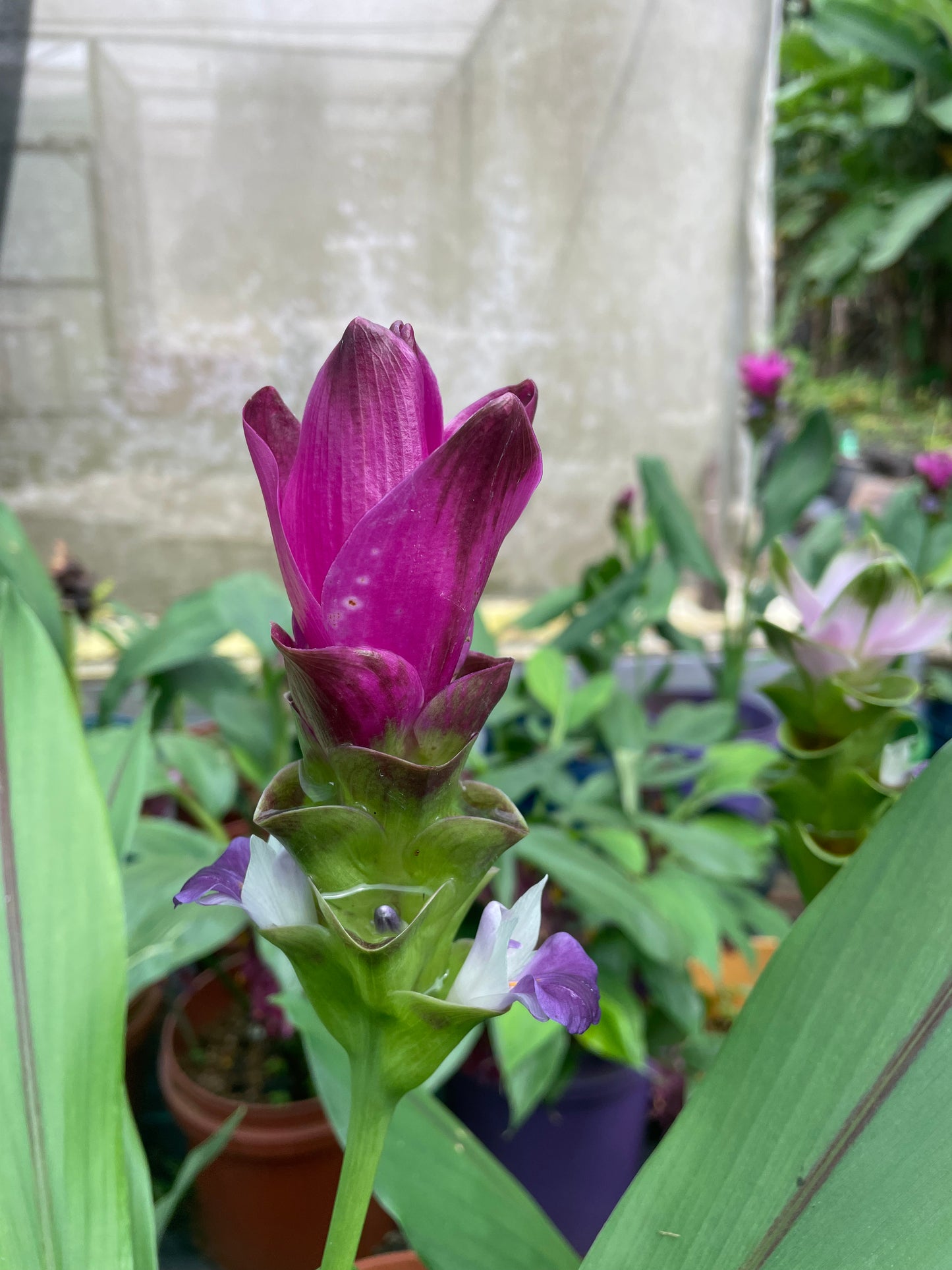 Curcuma Scarlet #17