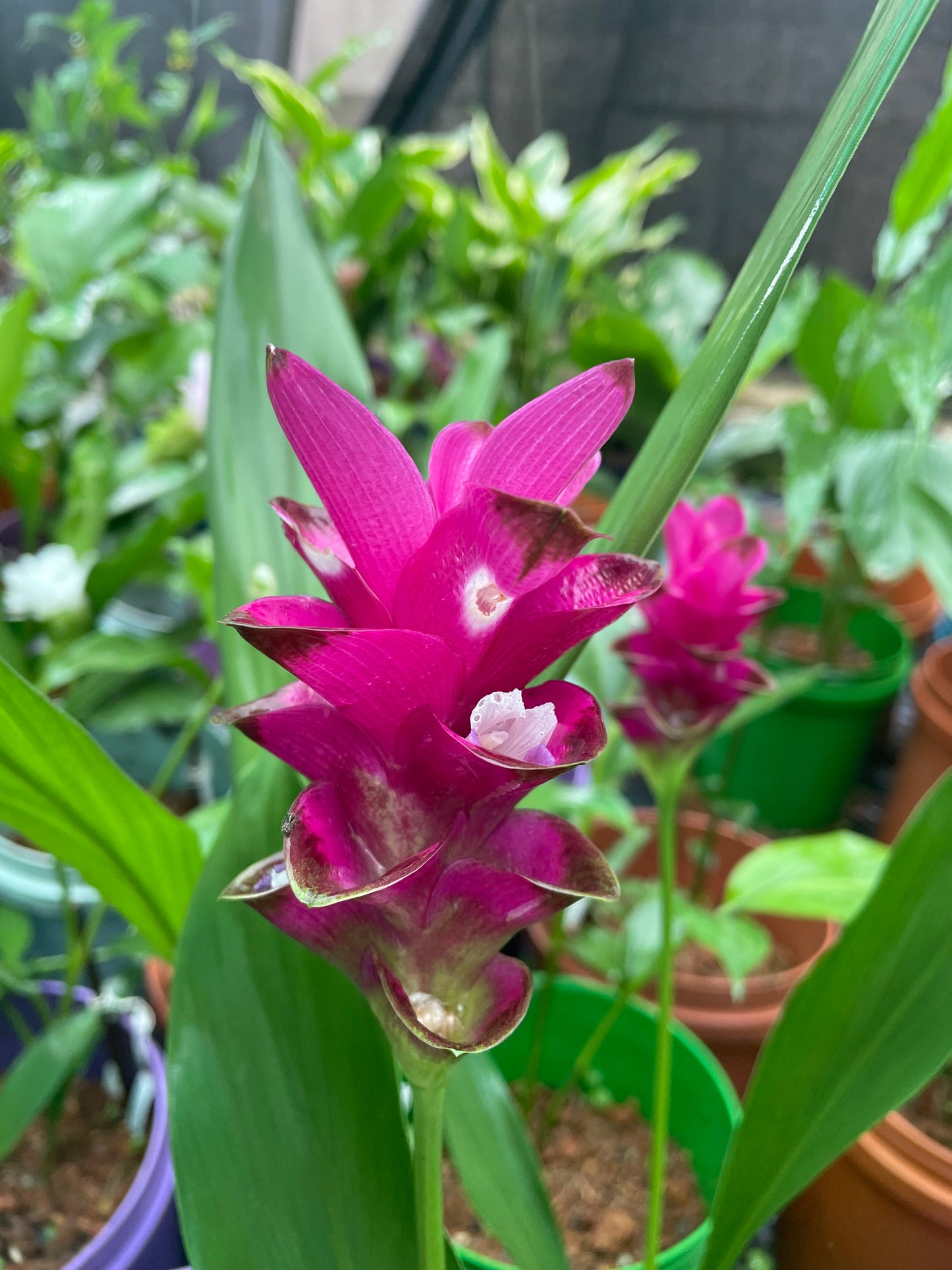 Curcuma Red cherry