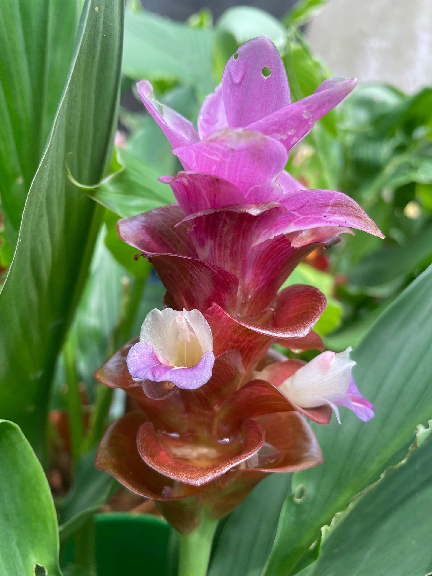 Curcuma Deep pink# 11