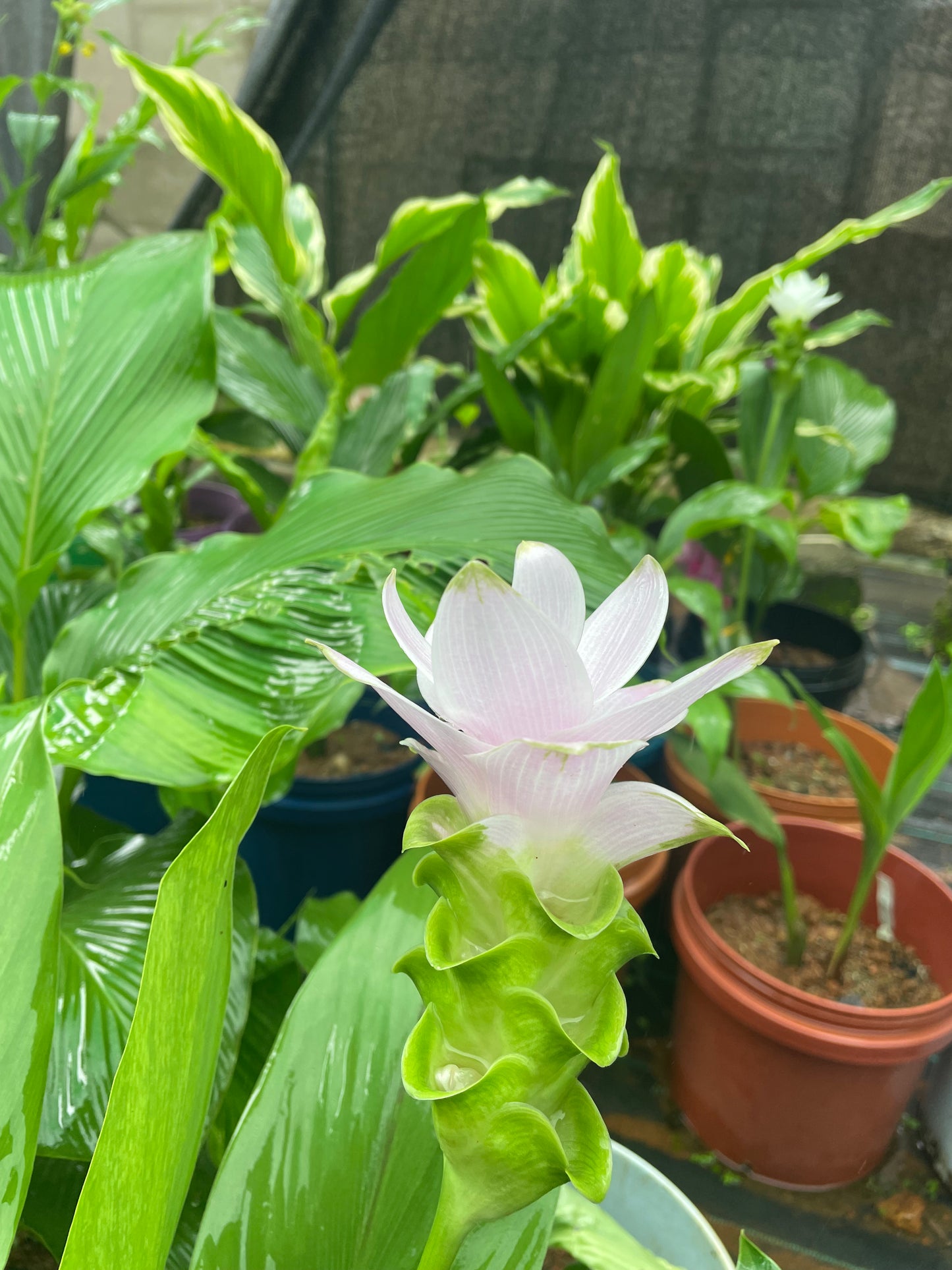 Curcuma pink snow