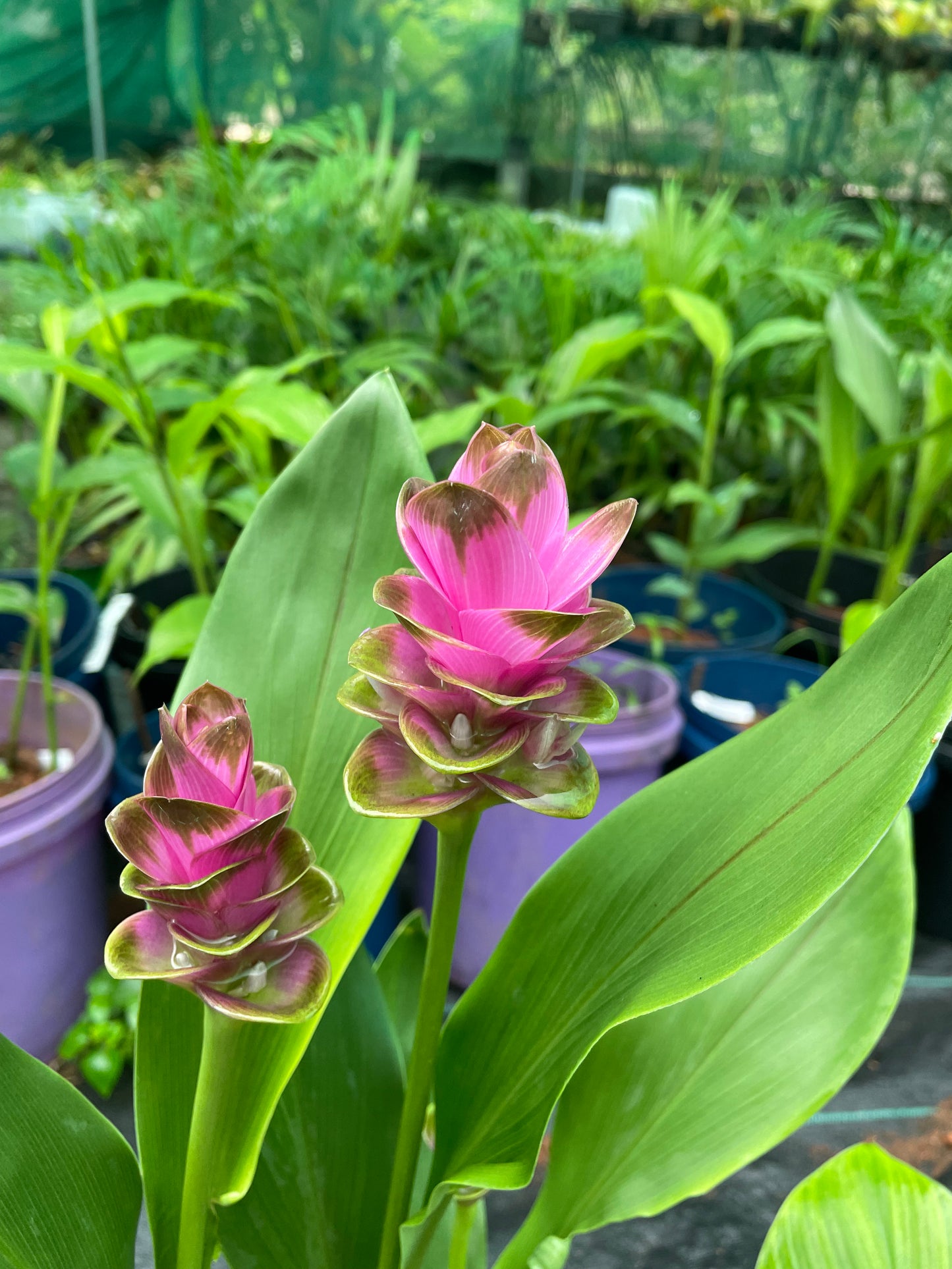 Curcuma doitung red -pt589#15