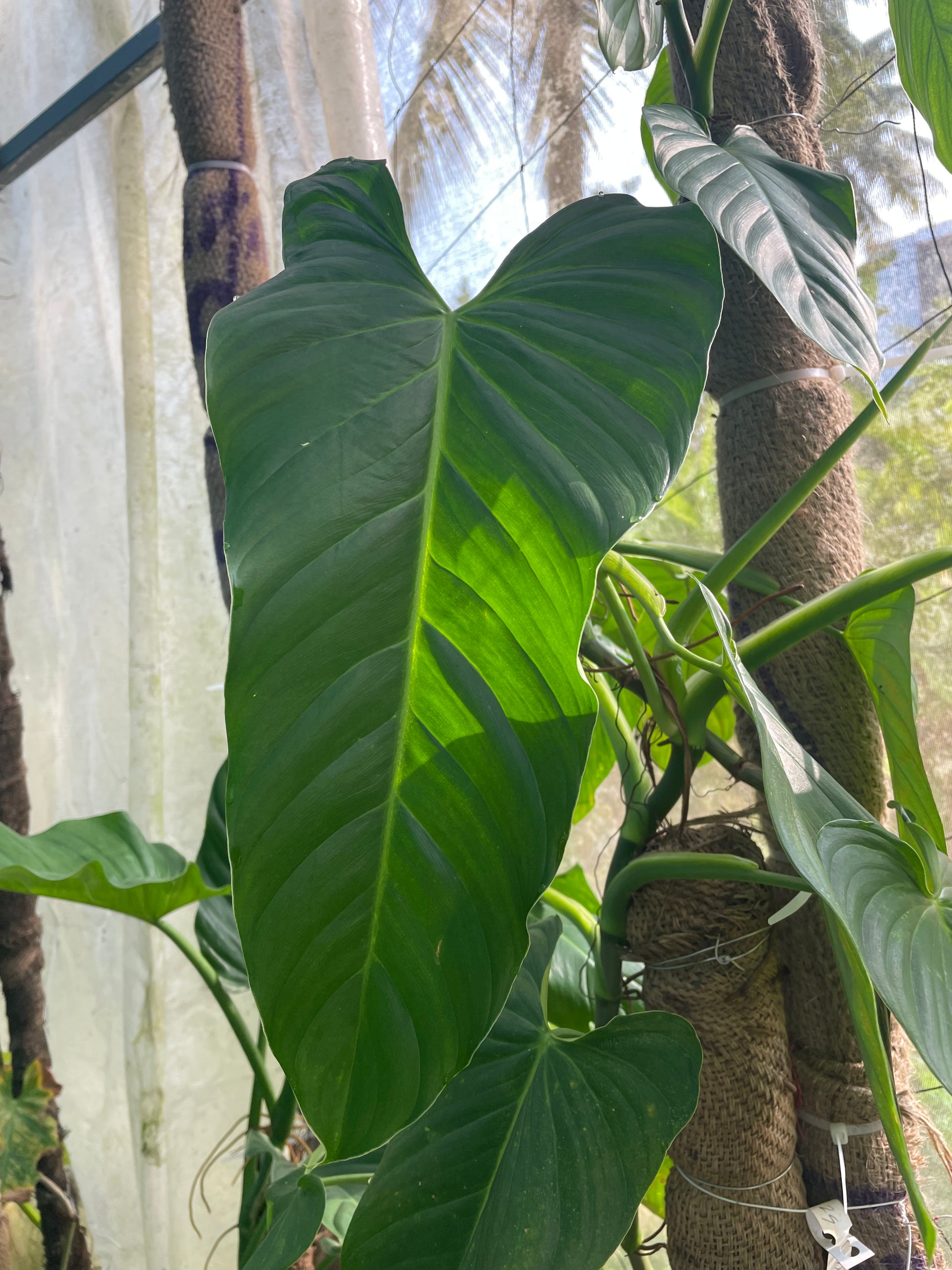angel philodendron Philodendron Angel – southerntropical