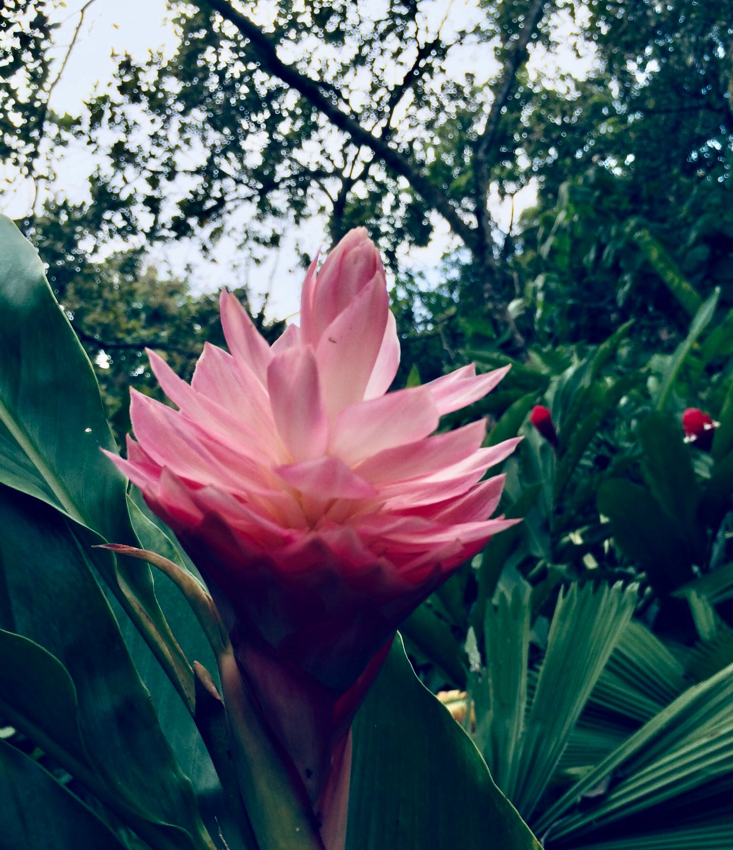 Alpinia Jungle Queen