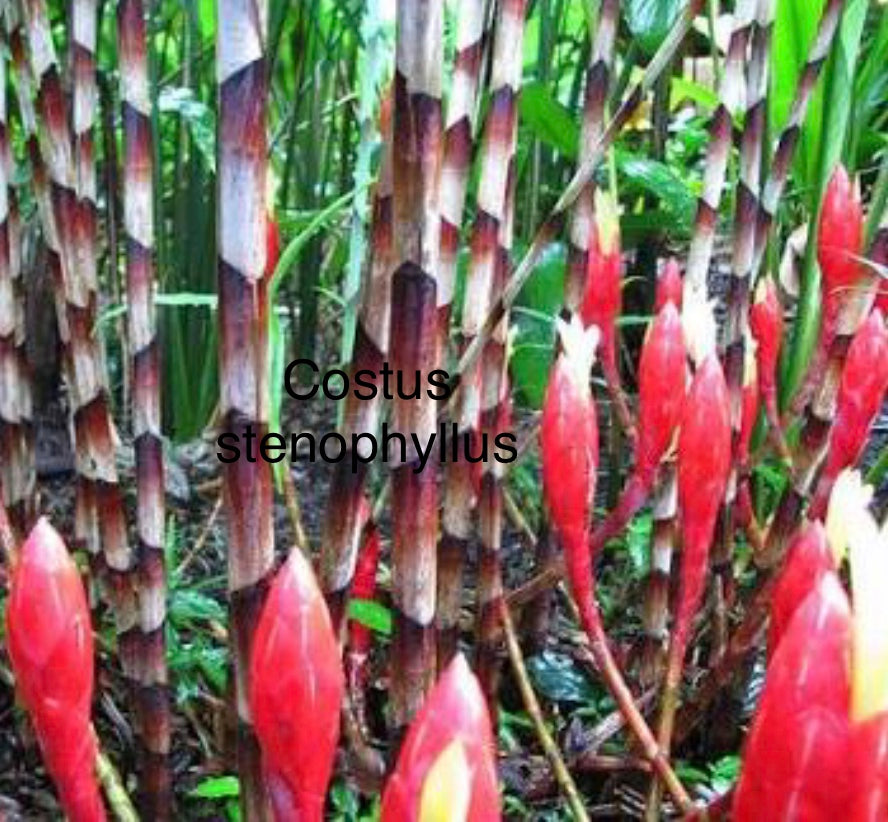 Costus Stenophyllus Candy Stripe