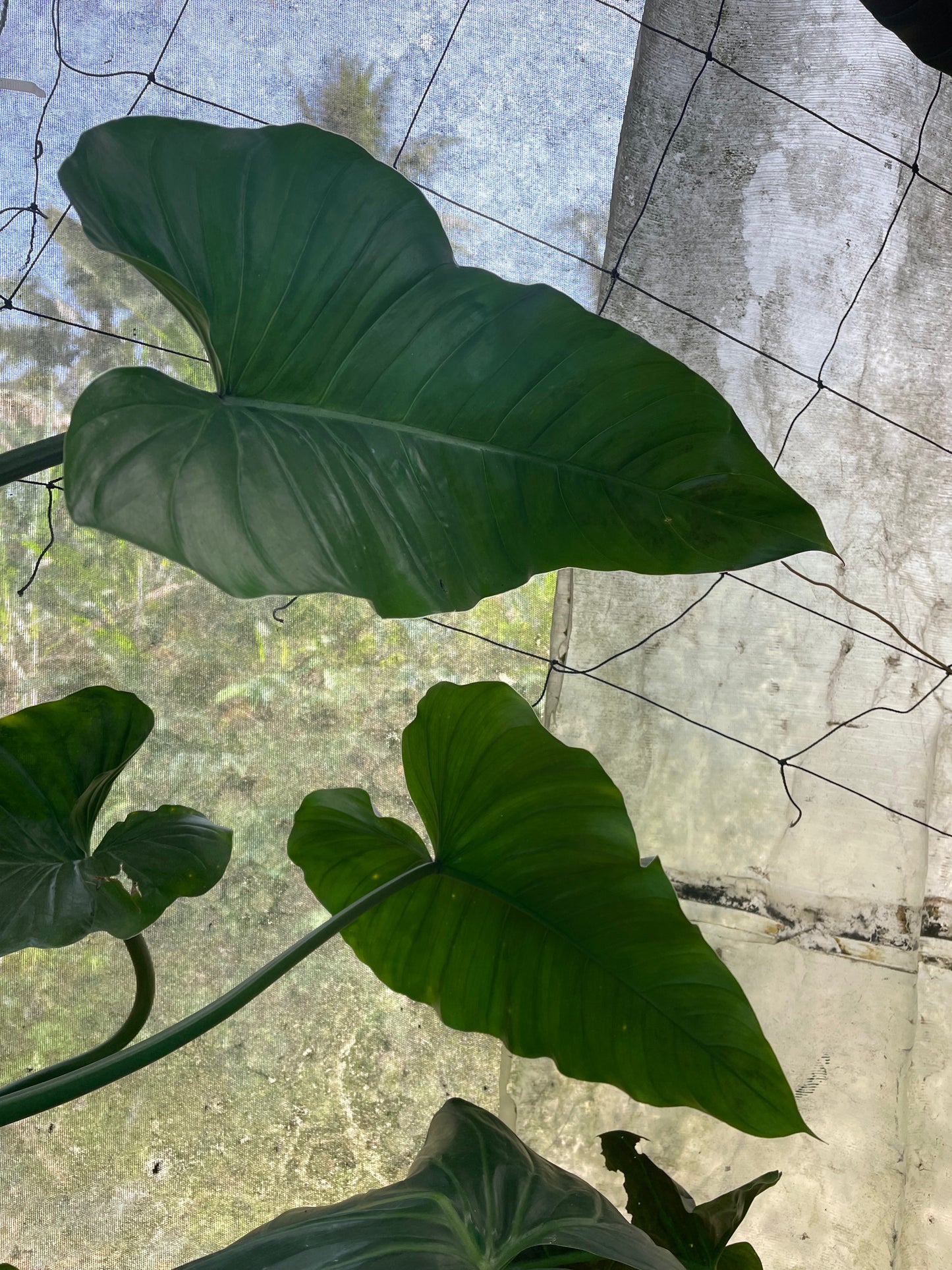 Philodendron Subhastatum green