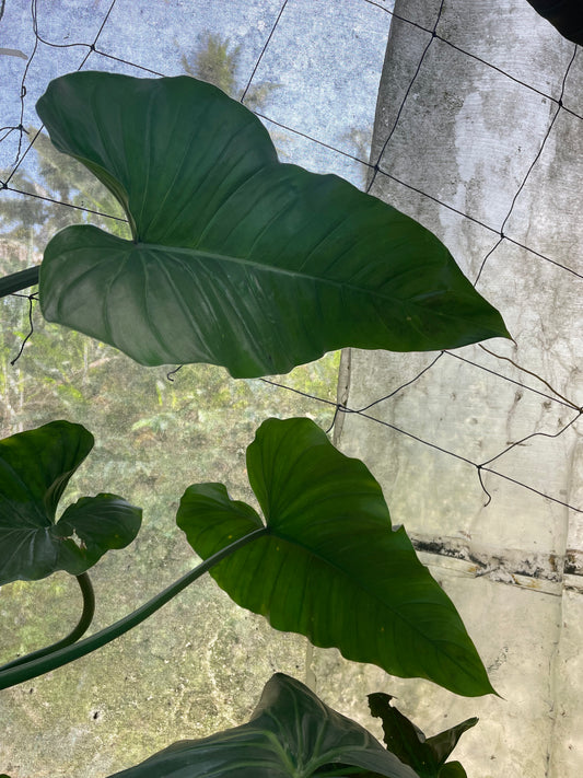 Philodendron Subhastatum green