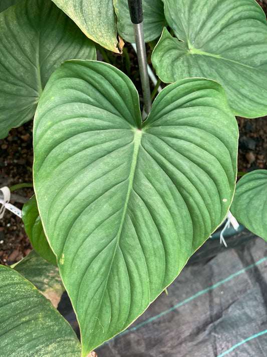 Philodendron Plowmanii. Aff