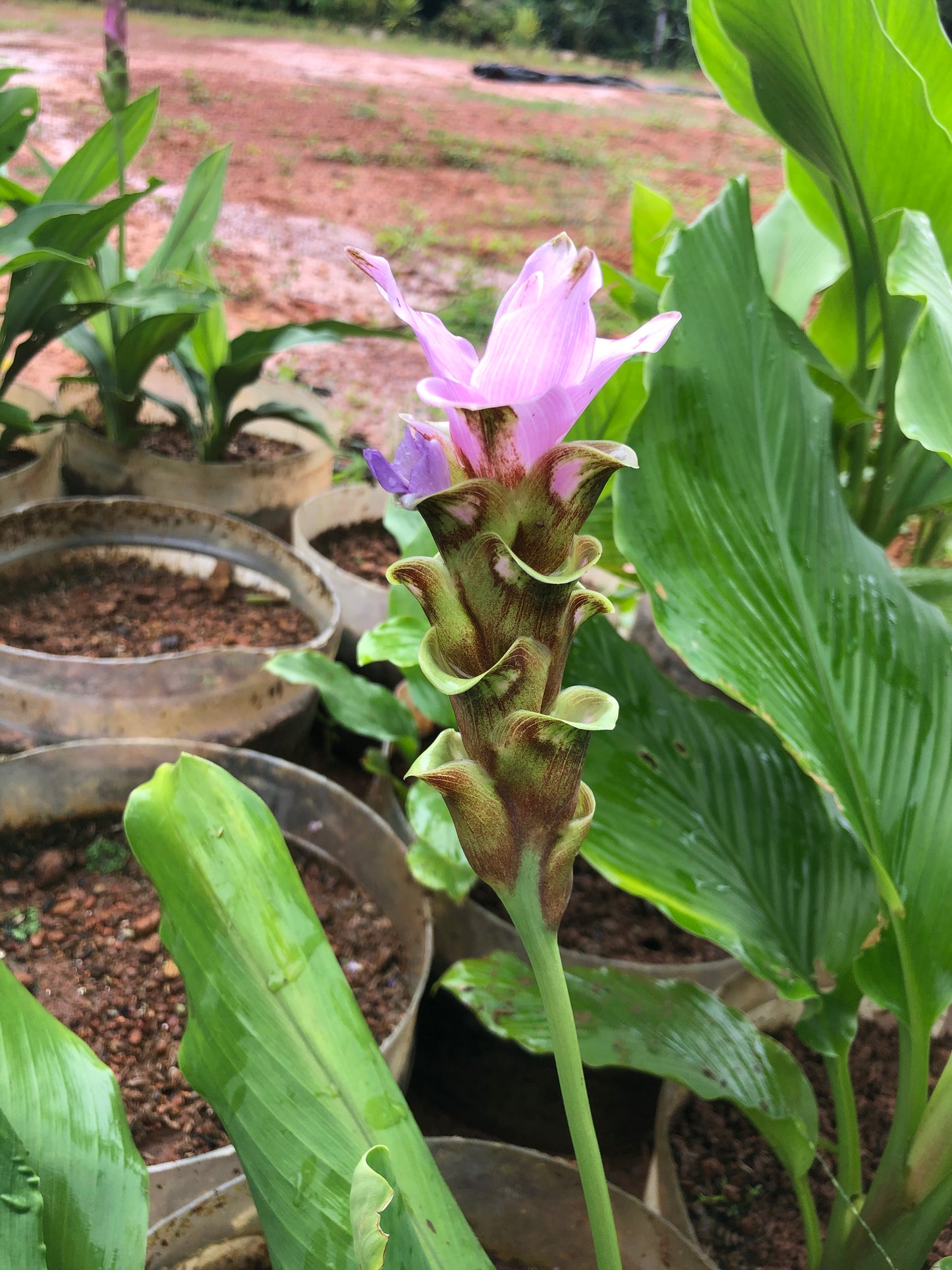 Curcuma Gracillima