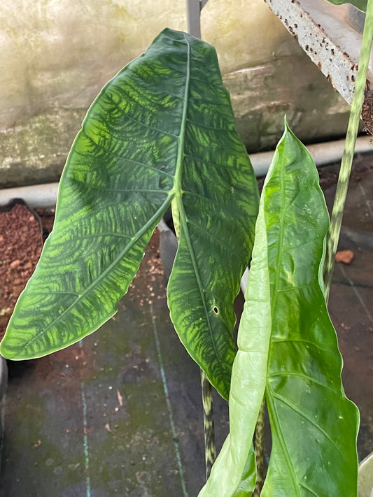 Alocasia Zebrina reticulata