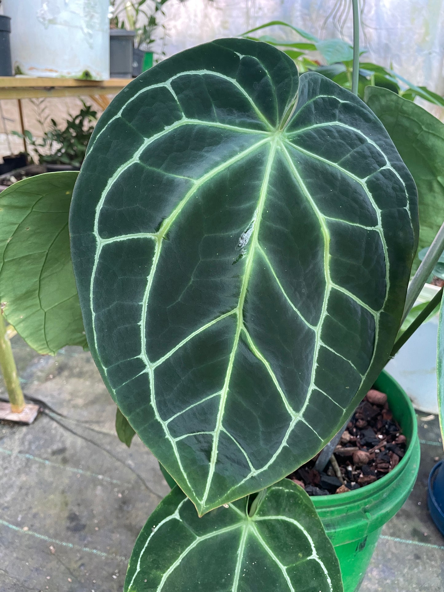 Anthurium Crystellanium round tropicals