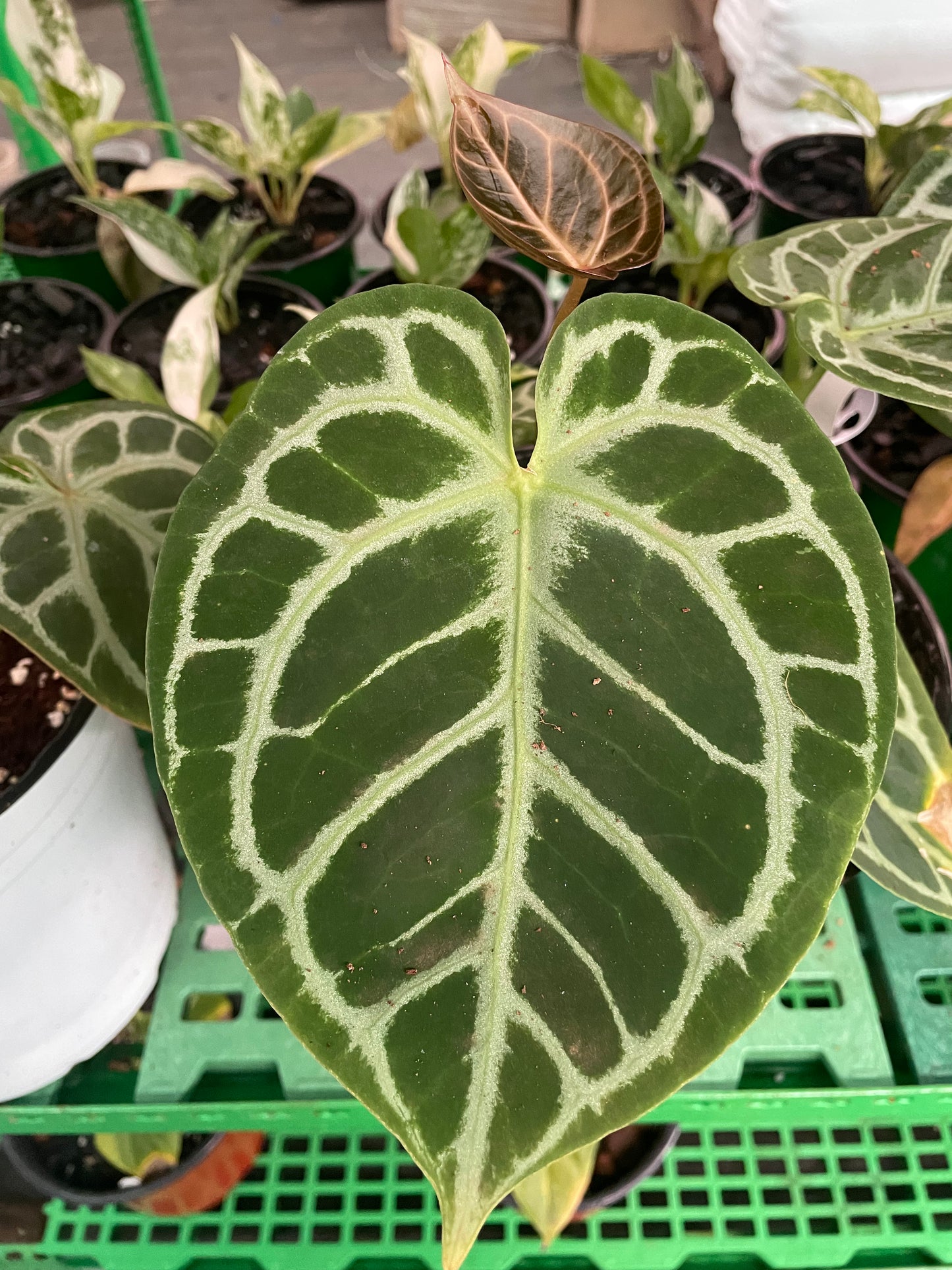 Anthurium Dorayakii Silver