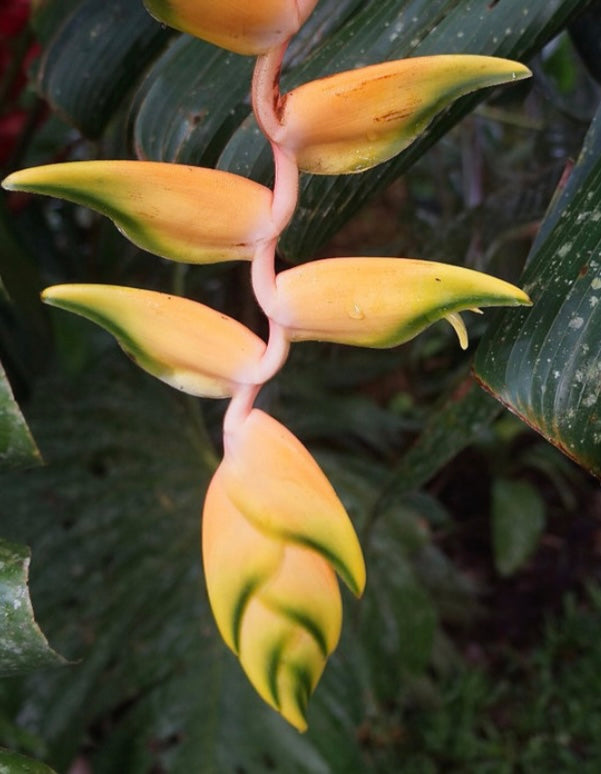 H. Rostrata yellow Peru