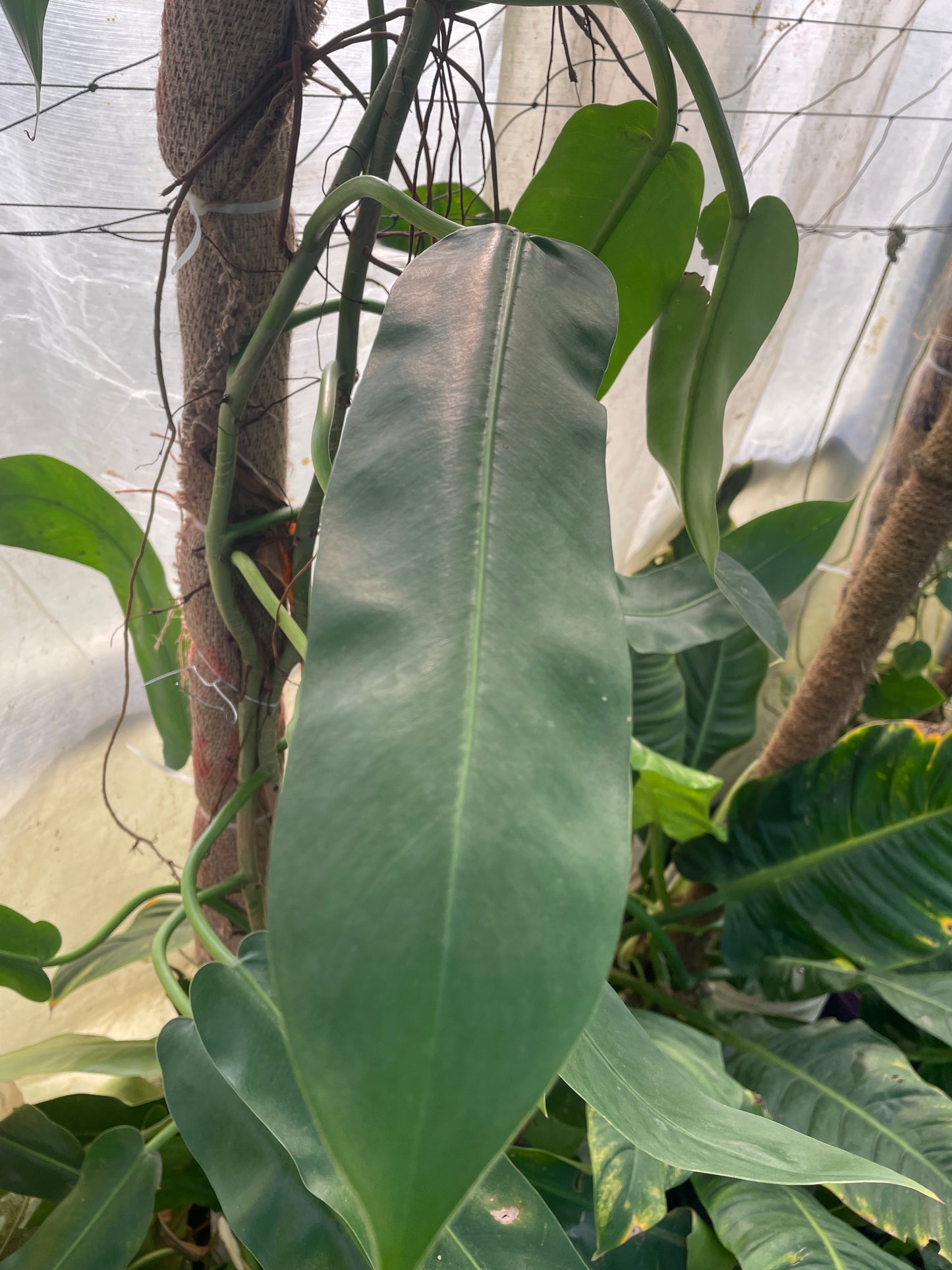 Philodendron Bannoniae.