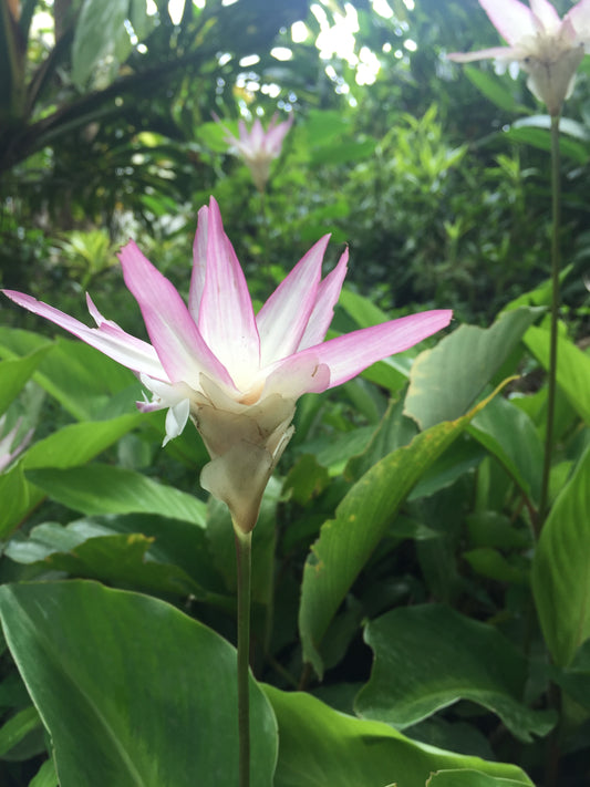 Calathea Loesneri lotus