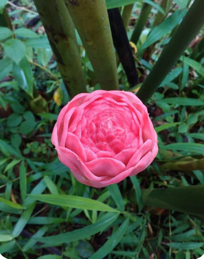 Etilingera Candy Rose