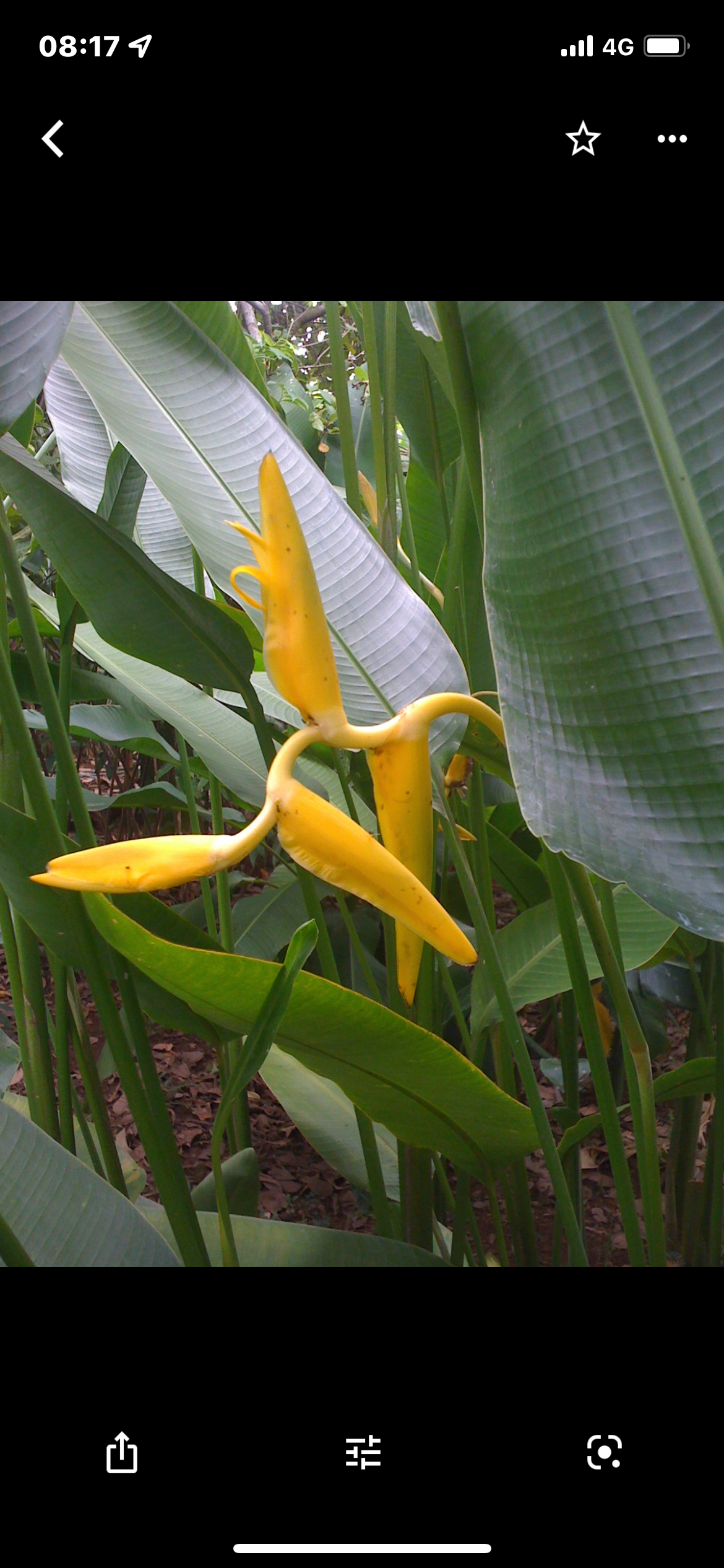 H.Mariginata Lutea