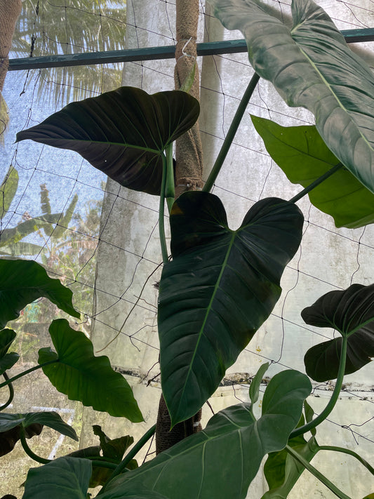 Philodendron Subhastatum brown