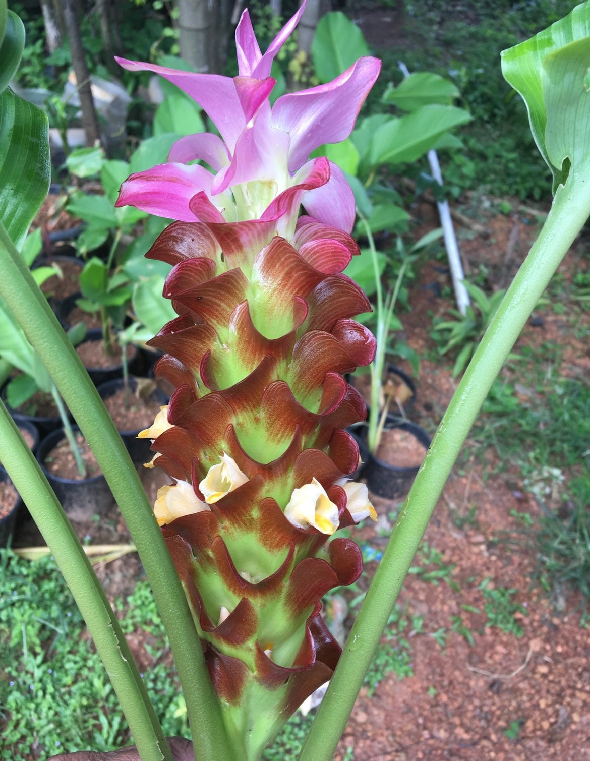 Curcuma Aurantica