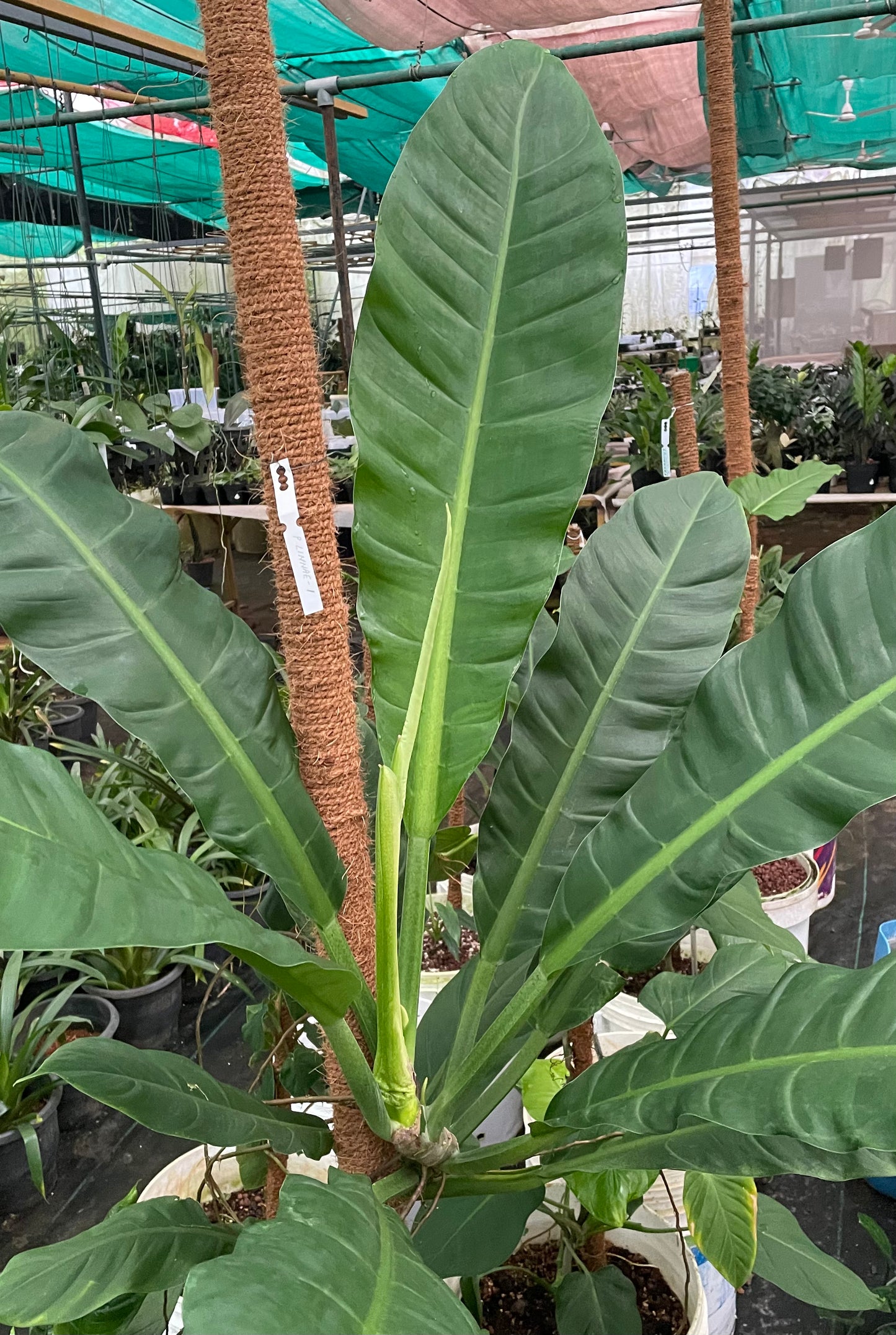 Philodendron Linniae-1