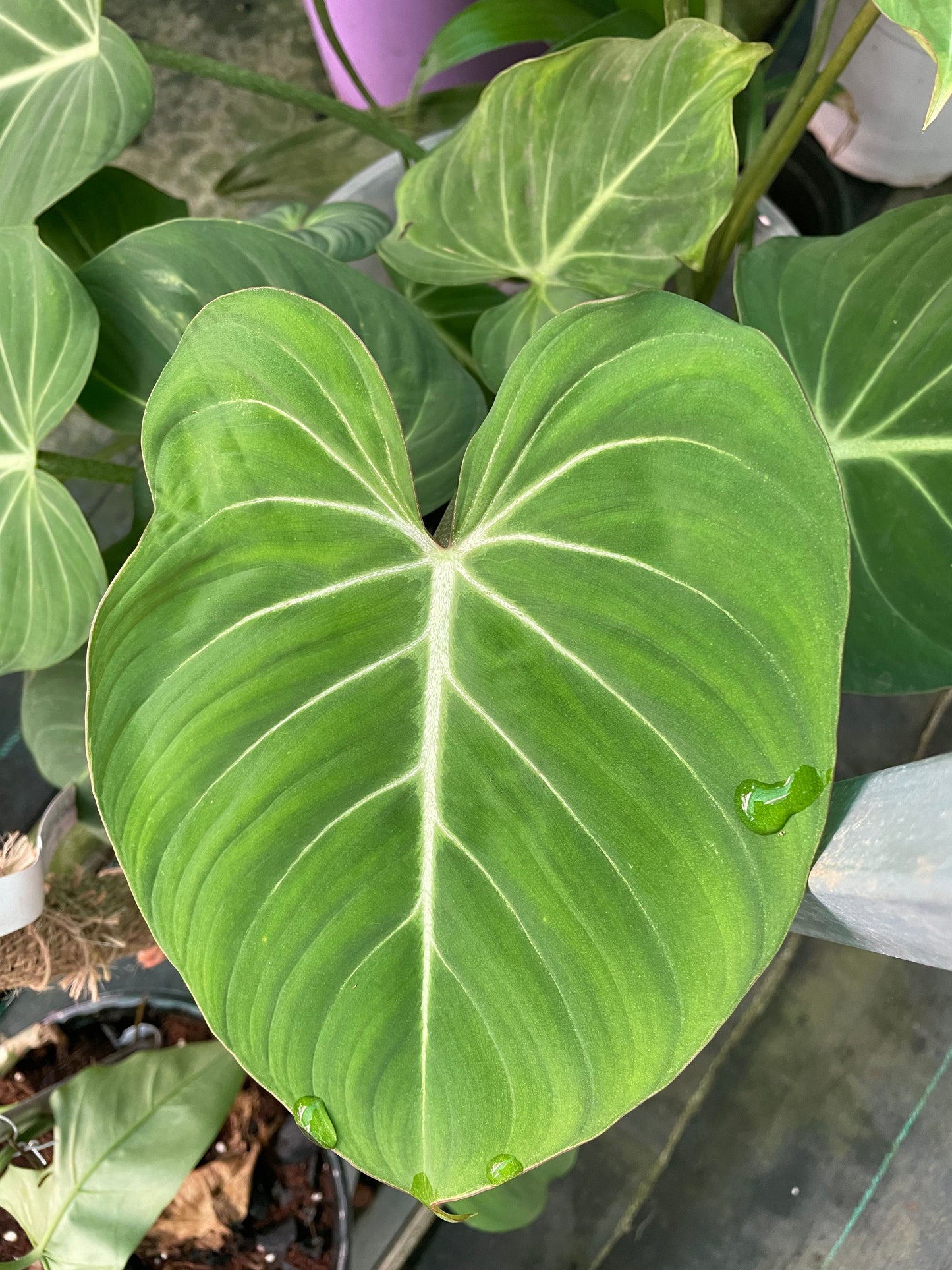 Philodendron Gloriosum 