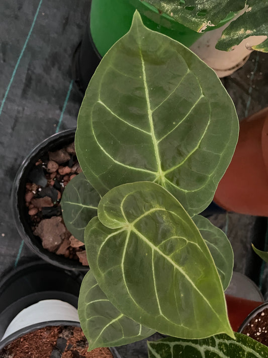 Anthurium Dressleri