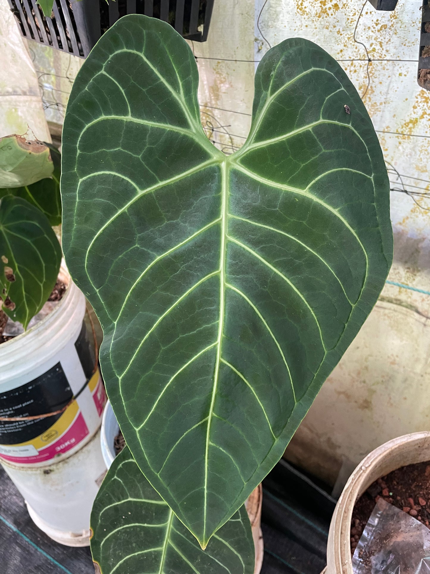 Anthurium Regale. 