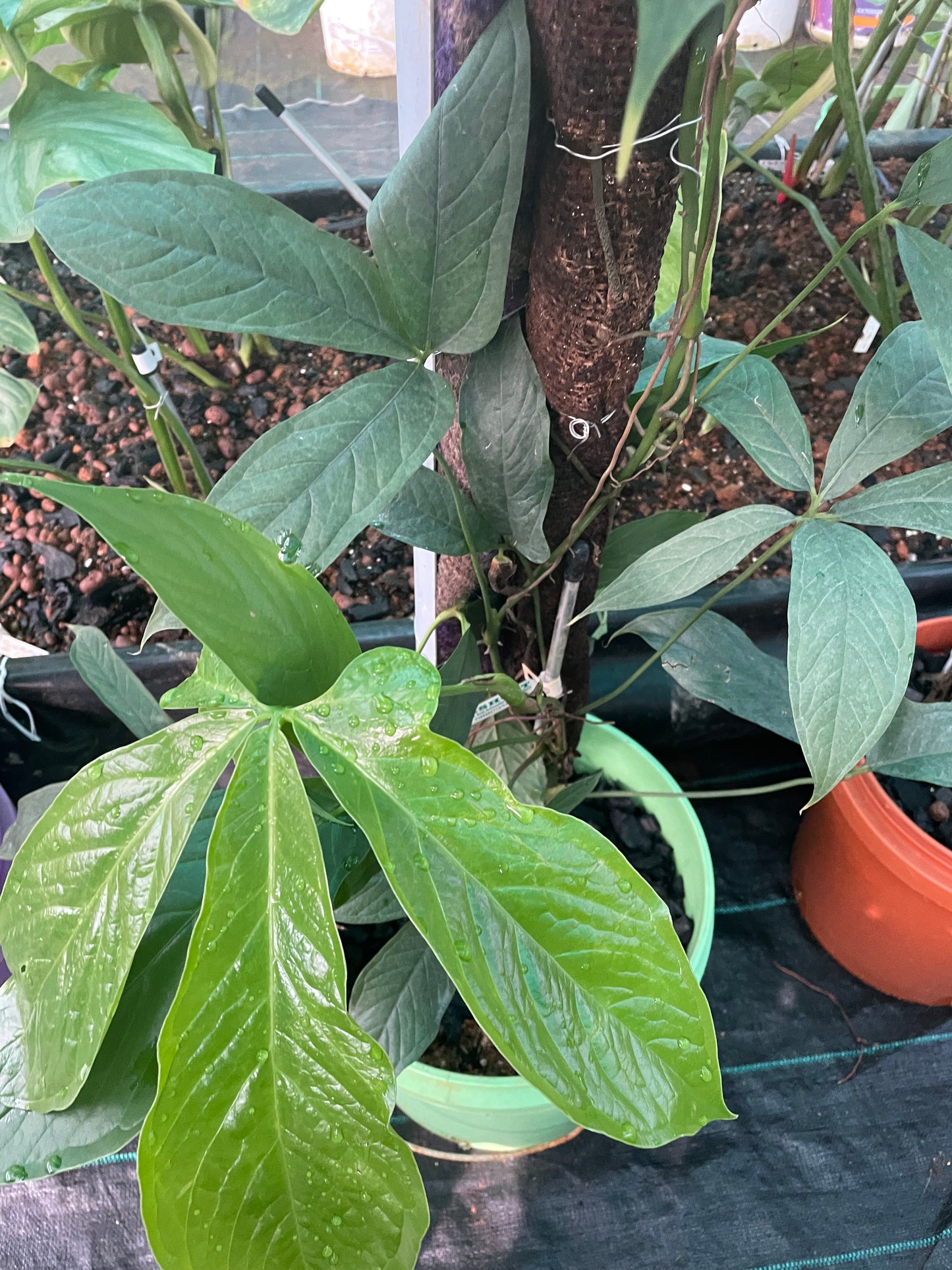 Anthurium Pseudoclavigerum