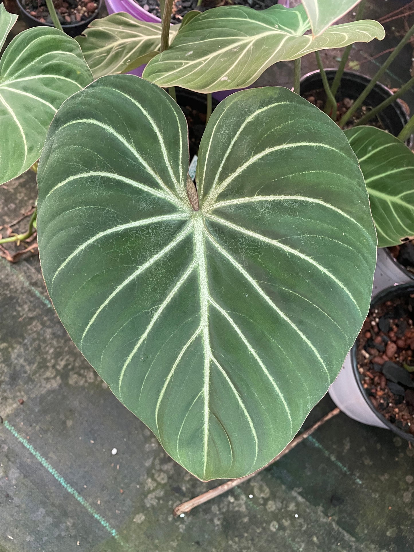 Philodendron Gloriosum Zebra.